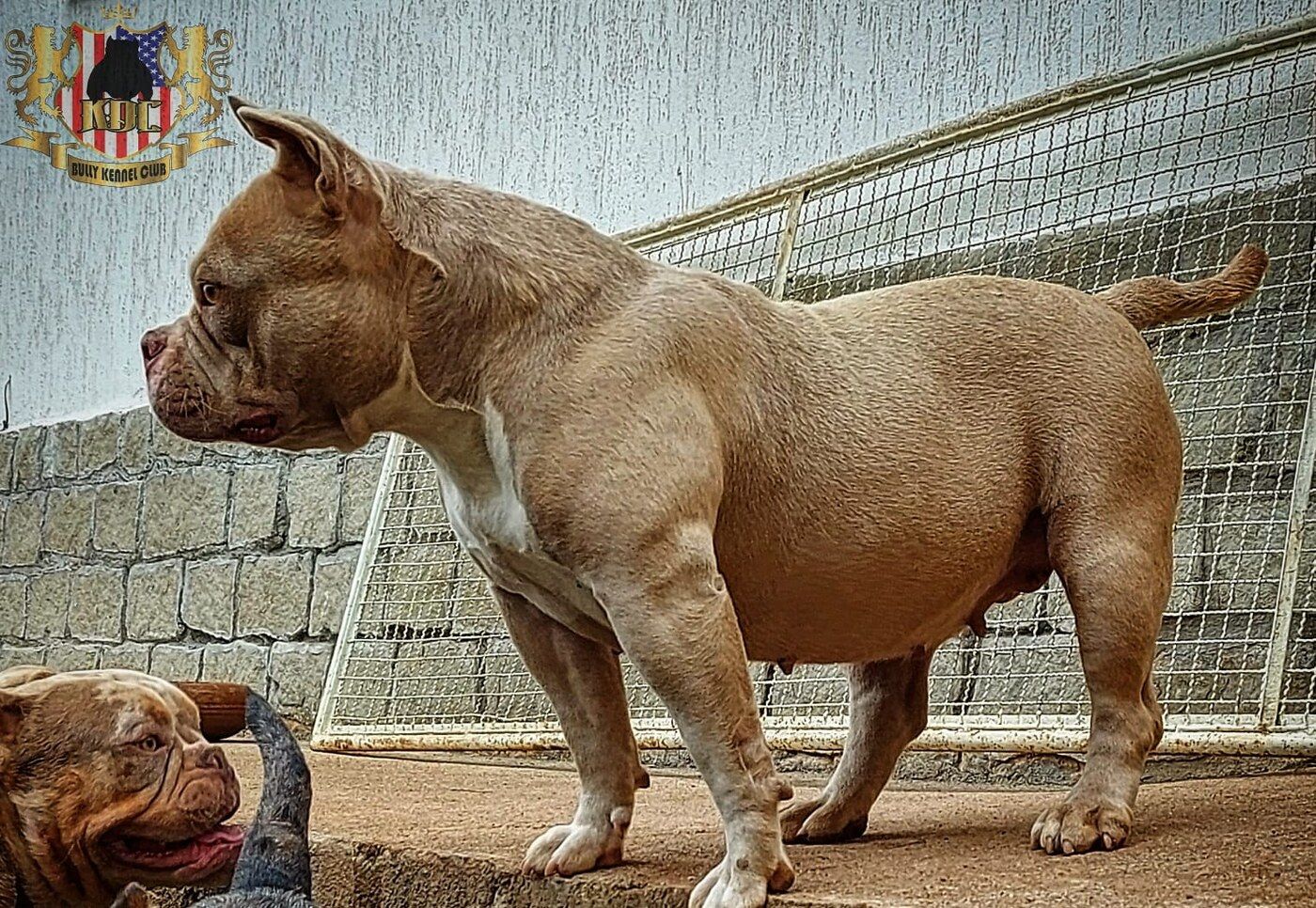 American Bully do Canil KDC