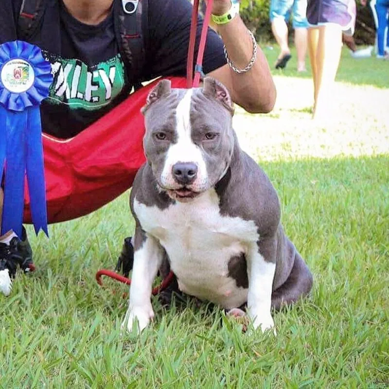 American Bully