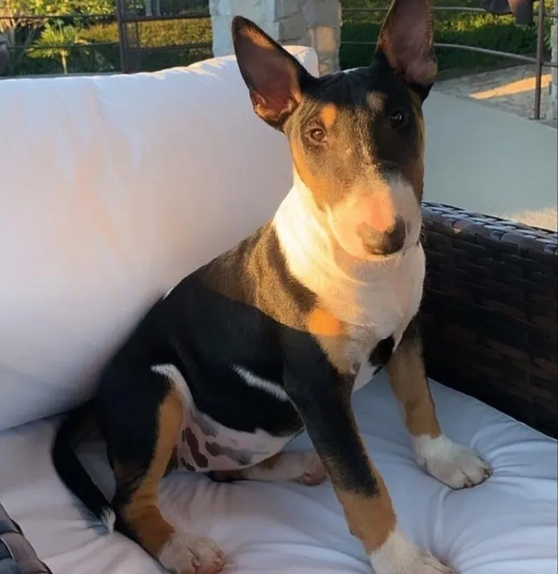 Bull Terrier Inglês