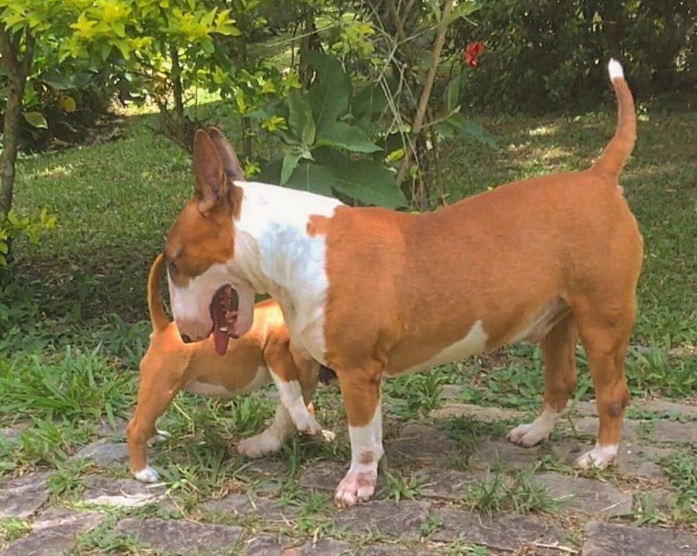 Bull Terrier Inglês do Canil KDC