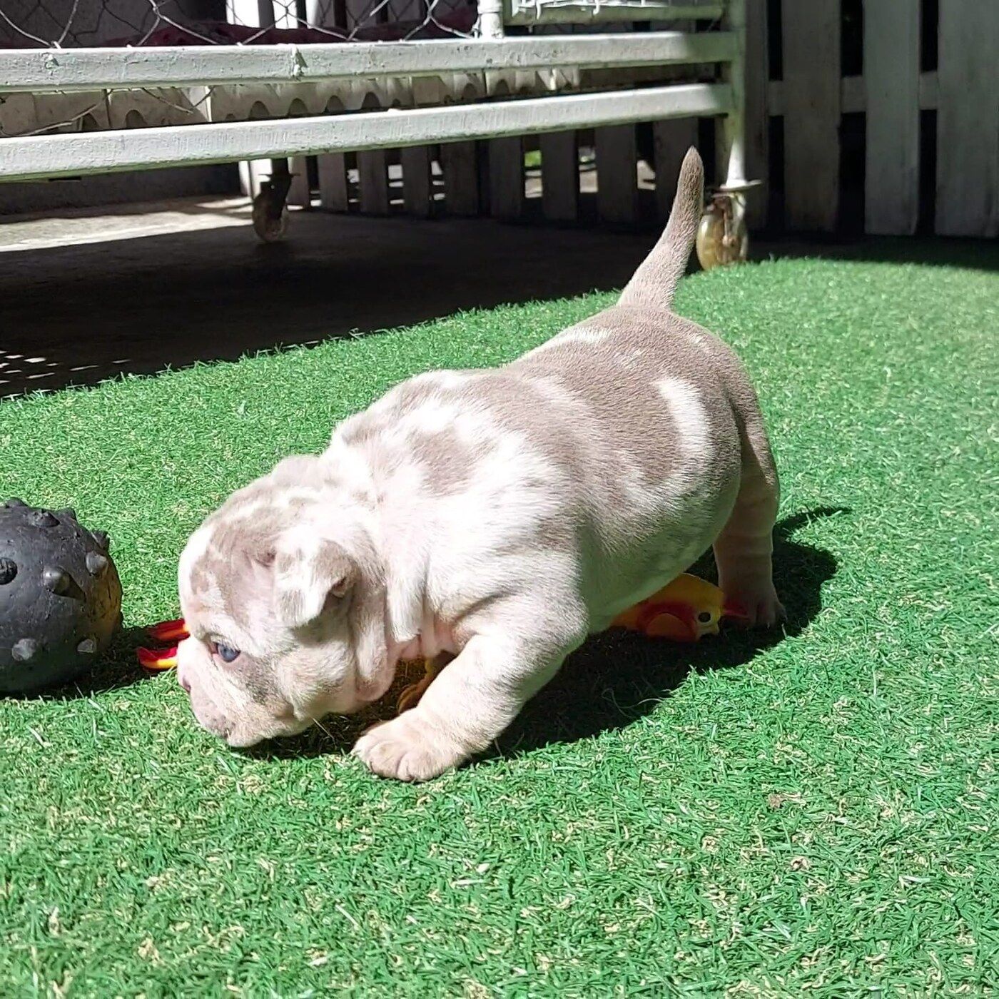 Exotic Bully do Canil KDC