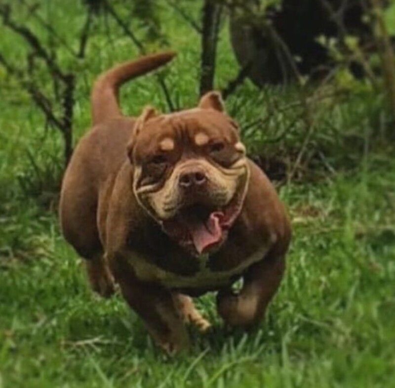 Exotic Bully criado no Canil KDC, em Nova Friburgo