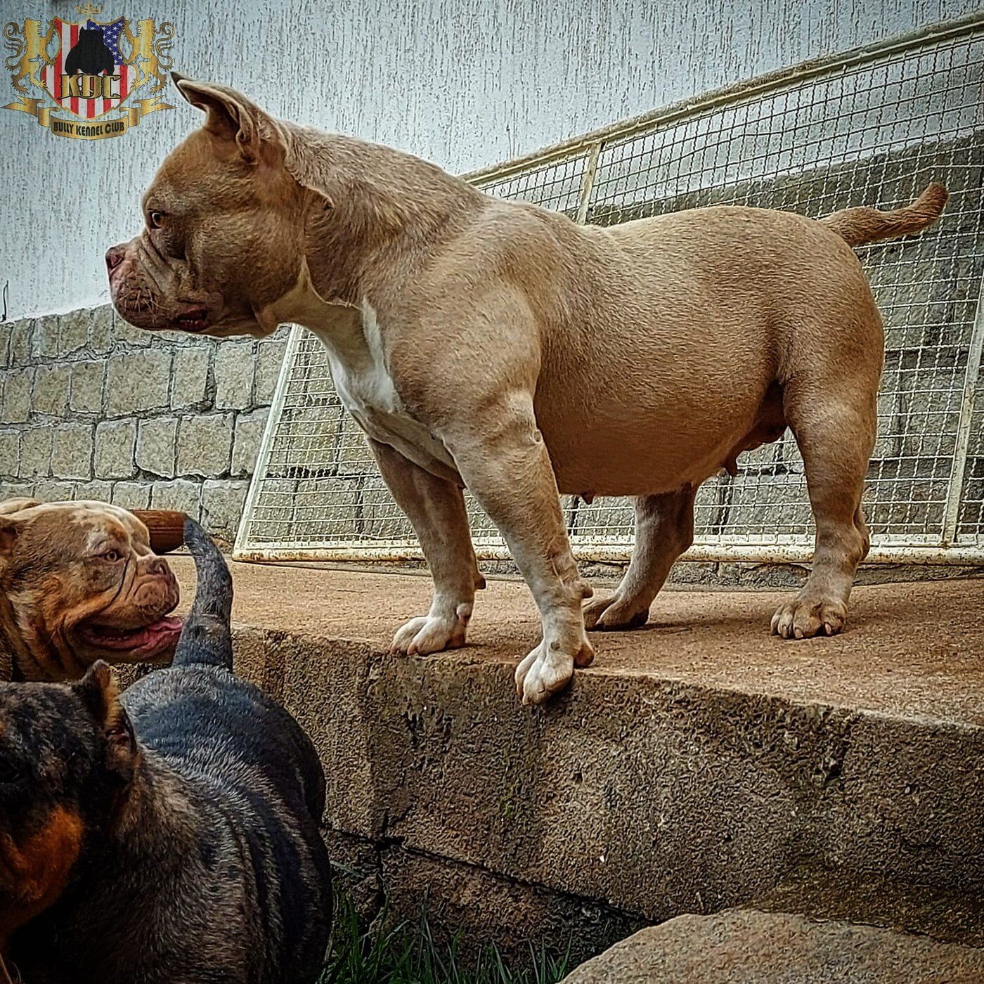 American Bully adulto do plantel — Canil KDC, Nova Friburgo