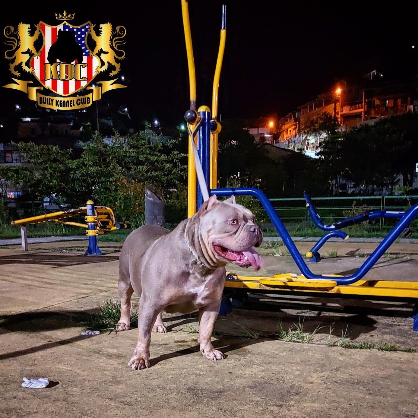 Fim de tarde no parque, em Nova Friburgo — Canil KDC, Nova Friburgo