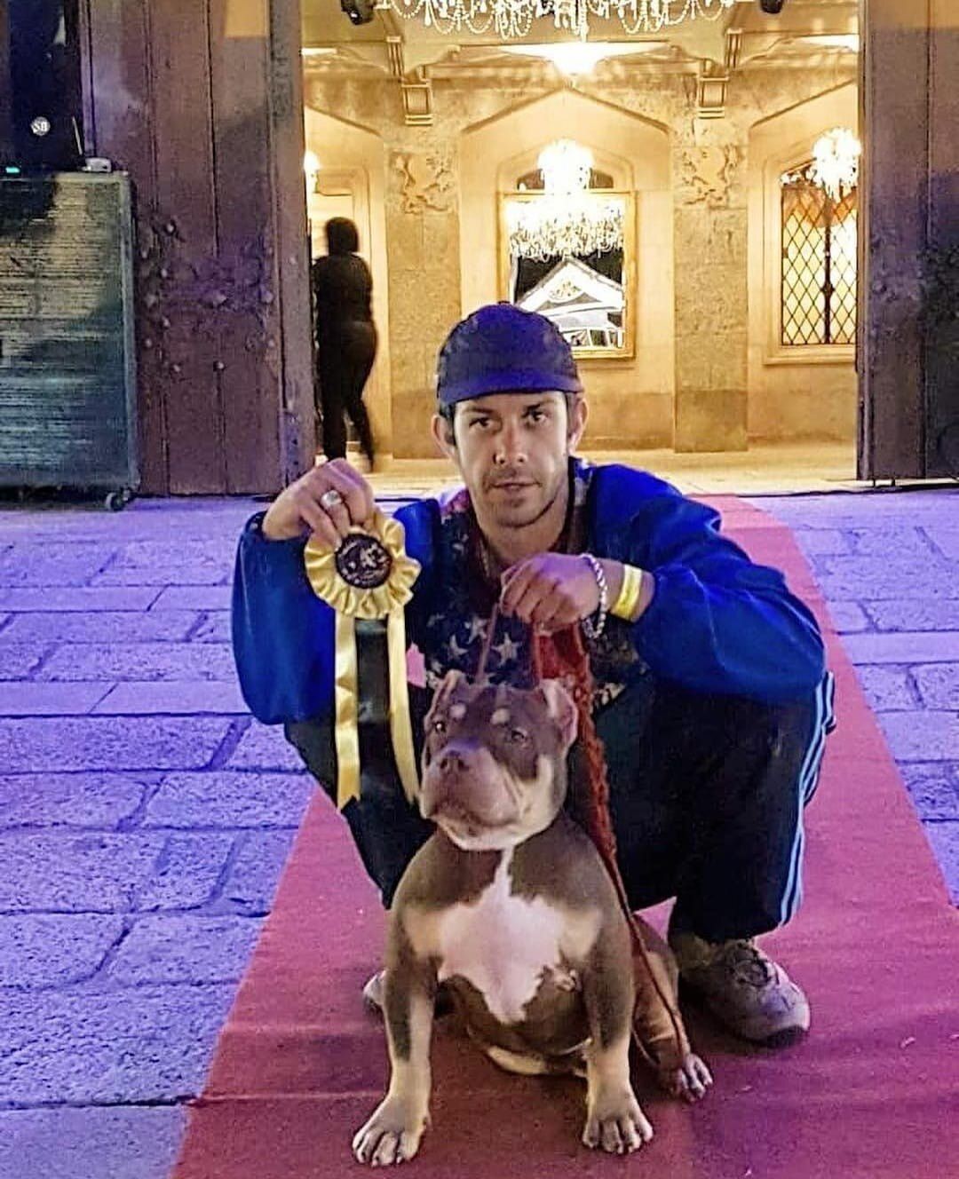 Bully do Canil KDC em exposição da raça