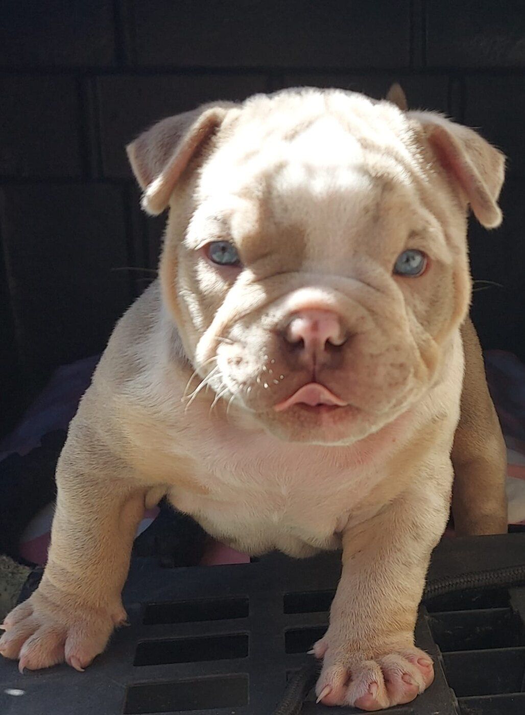 Filhote de Exotic Bully — Canil KDC, Nova Friburgo