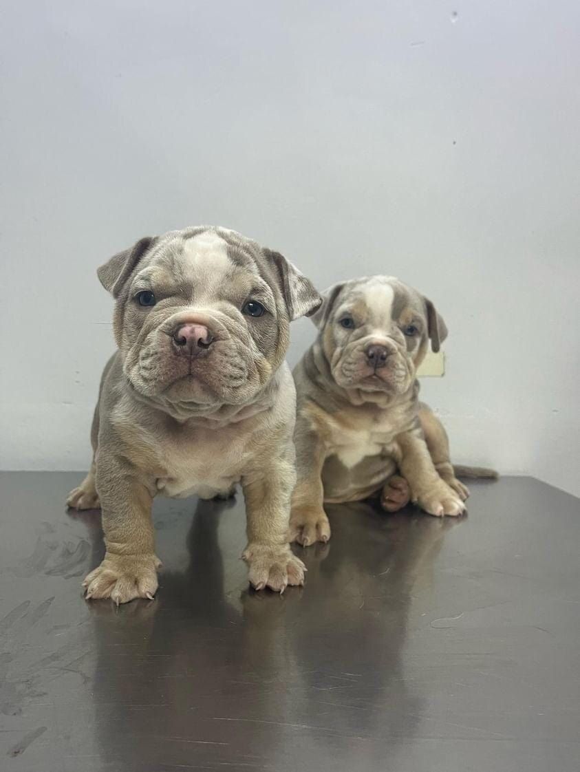 Dupla de filhotes da mesma ninhada — Canil KDC, Nova Friburgo