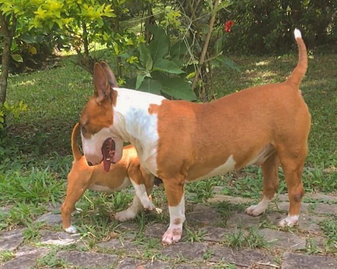 Bull Terrier Inglês — Canil KDC, Nova Friburgo