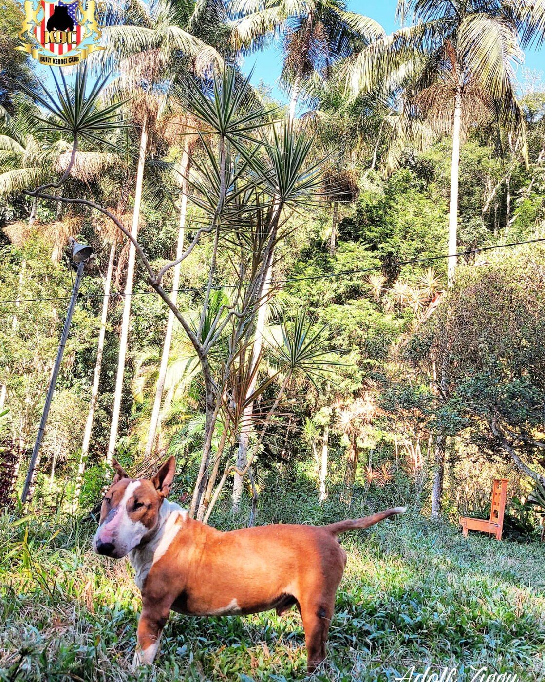 Bull Terrier no jardim — Canil KDC, Nova Friburgo