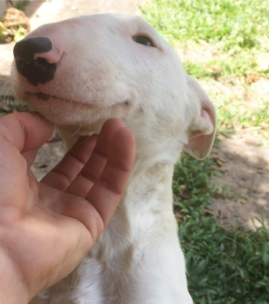 Bull Terrier filhote — Canil KDC, Nova Friburgo