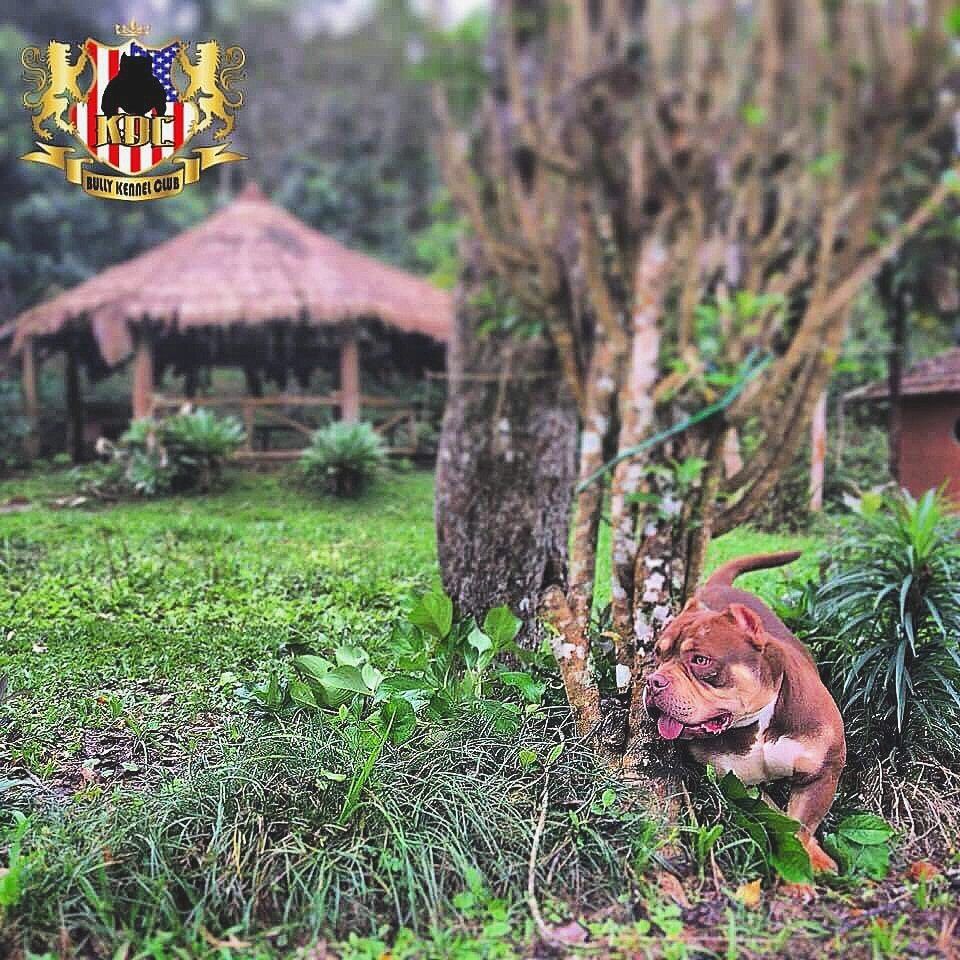 Área externa do canil — Canil KDC, Nova Friburgo