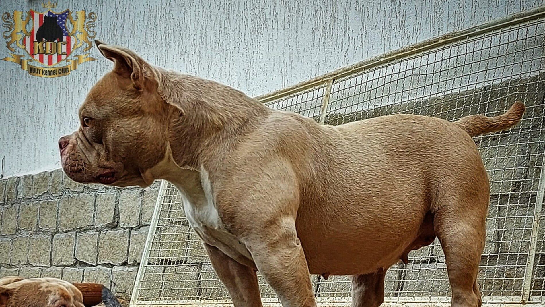 American Bully adulto do Canil KDC em Nova Friburgo