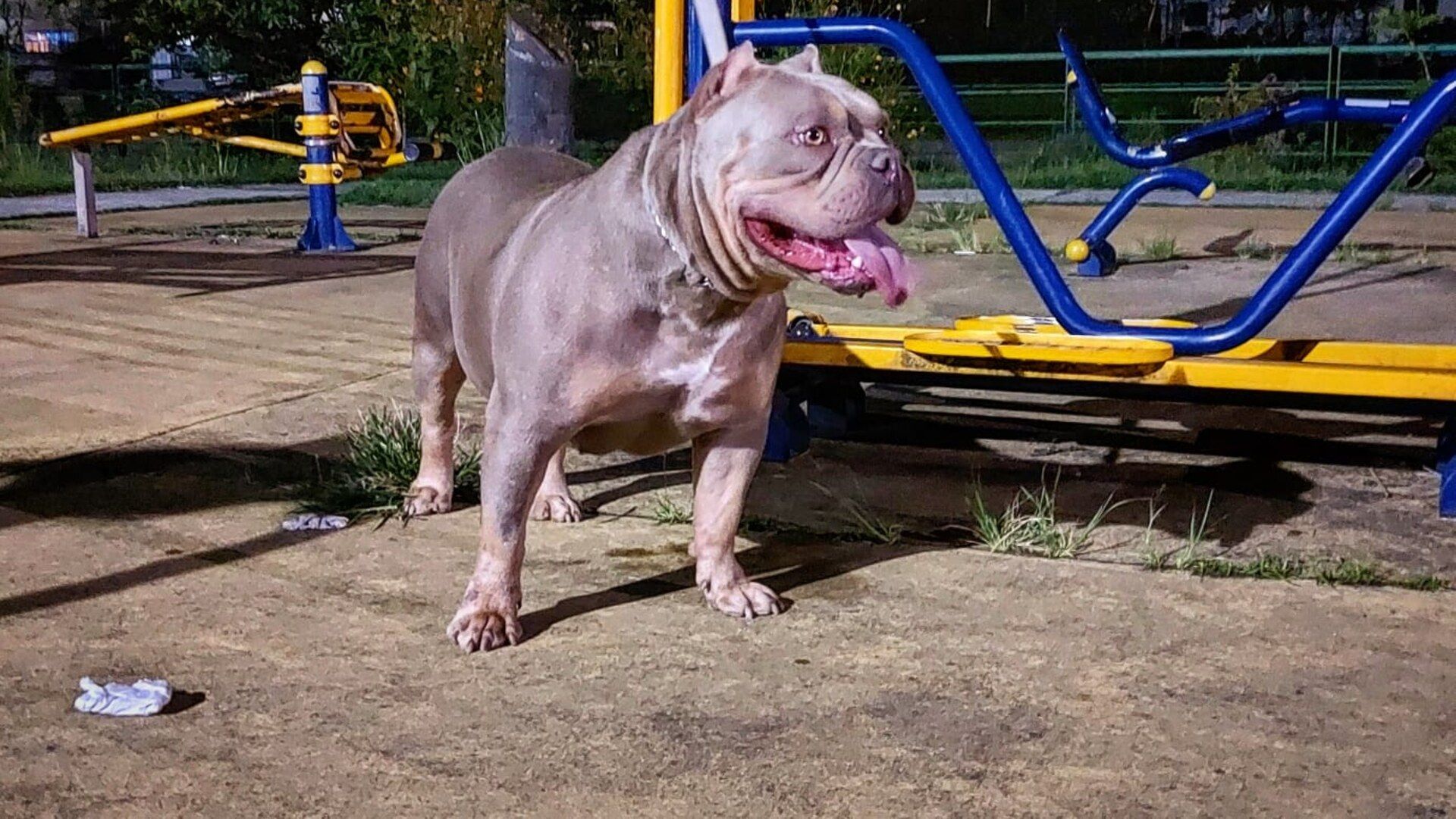 American Bully do Canil KDC em pé, ao entardecer, em Nova Friburgo