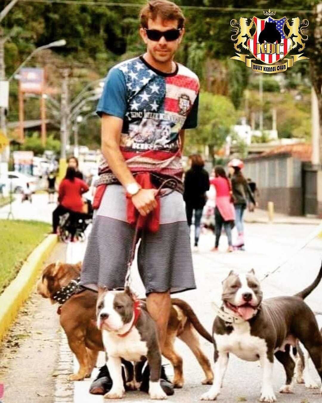 Diego levando os bullys do Canil KDC para passear em Nova Friburgo